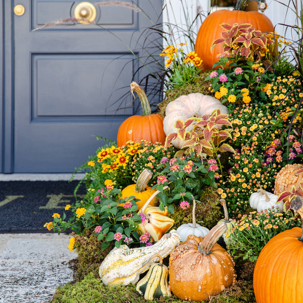 photo of the front door of hive with lots of pumpkins