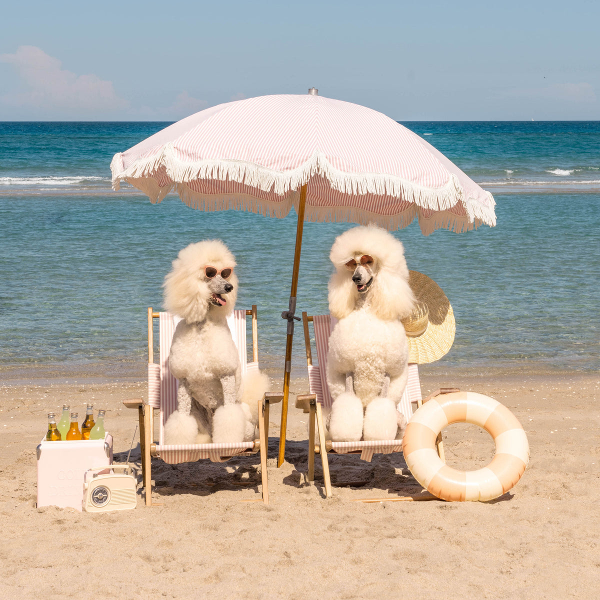 Photo of Gray Malin Dogs of Palm Beach