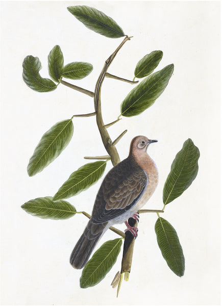 A bird with brown and white plumage, reminiscent of the Ornis Gallery Anglo Indian Bird Artwork 4899, perched on a branch with green leaves.