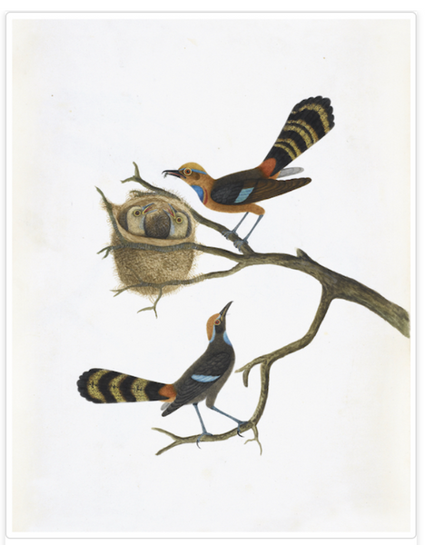 Illustration of two colorful Anglo-Indian birds perched on a branch, with one bird near a nest containing two eggs. (Anglo Indian Bird Artwork 4874 by Ornis Gallery)