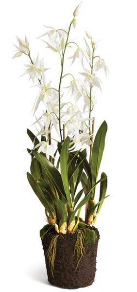 This no-maintenance work of art features a Faux Spider Orchid Drop-In, 44” by Napa Home & Garden with exposed roots and multiple stems bearing white flowers. Standing 44” tall, this realistic drop-in piece adds elegance to any space against its pristine white background.