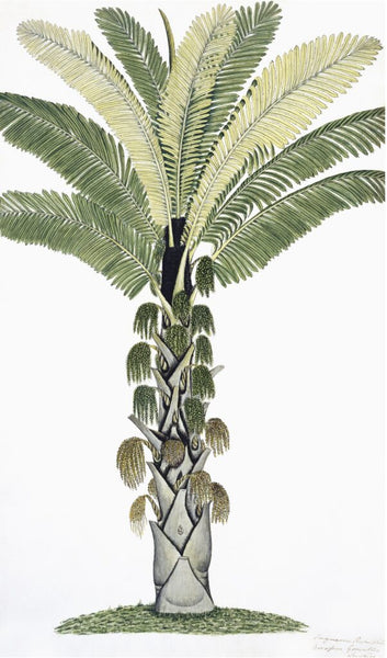 The East Indian Flora Print 3228 by Ornis Gallery illustrates a palm tree with a tall, textured trunk and a crown of large, feathery fronds and clusters of hanging fruits. The white background emphasizes the details of the tree, reminiscent of the East Indian series.