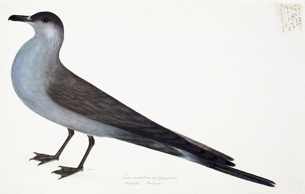 Arctic Gull Blue in Deep White Frame